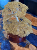 Bonsai Tree by Clive Maddison