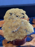 Bonsai Tree by Clive Maddison