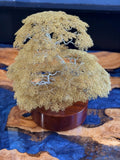 Bonsai Tree by Clive Maddison