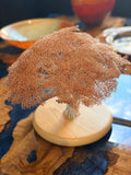African acacia tree by Clive Maddison