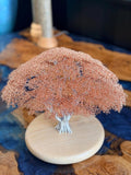 African acacia tree by Clive Maddison