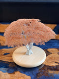 African acacia tree by Clive Maddison