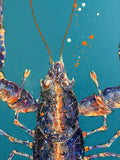 Lobster by Giles Ward