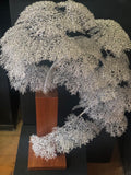 Han Kengai style tree